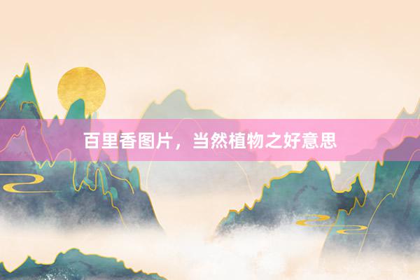 百里香图片，当然植物之好意思